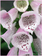 ����������� ���������� (Digitalis purpurea l.)