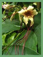 �������� �����(Strophantus Kombe oliv.)