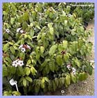 �������� (Strophantus)