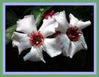 �������� (Strophantus)