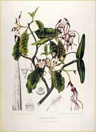 �������� (Strophantus)